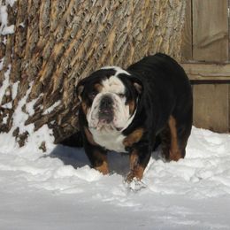 McLovin - English Bulldog