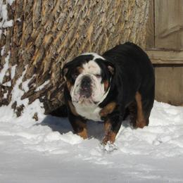 McLovin - English Bulldog