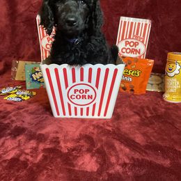 Poodle Puppies from Glory Bound Farm & Kennel