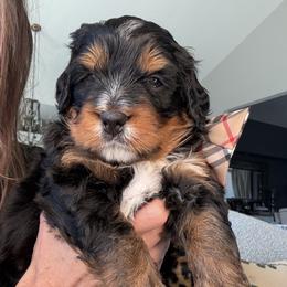Blue - Phantom male Bernedoodle puppy in Curtice, Ohio from The Pink Doghouse