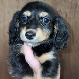 Walker (PET ONLY) - Black and tan male Dachshund puppy in Goldthwaite, Texas from Mini Mama Dachshunds