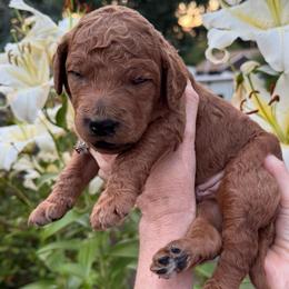 Pugsley - Green collar - Red  male Goldendoodle puppy in Puyallup, Washington from Dawnie’s Doodles