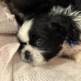 LUCKY PRINCE of the Empress - Black and white male Shih Tzu puppy in Ellicott City, Maryland from Dr. Dmitriy Kurenbin PURE SHIH TZU Puppies