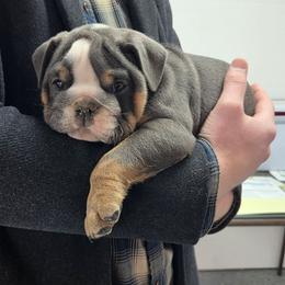 Mushi - Blue tri-color male Bulldog puppy in Lewisberry, Pennsylvania from Salted Rim Corgis