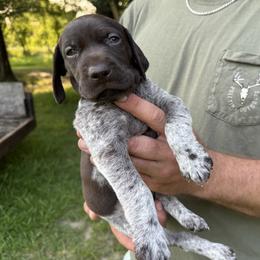 Neches - Liver roan female German Shorthaired Pointer puppy in Orange, Texas from River Bottom Pointers