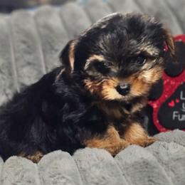Teacup Girl 1 - Black and tan female Yorkshire Terrier puppy in Thornville, Ohio from My precious yorkies