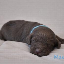 Max Mayfield - Brown female Bernedoodle puppy in Bennett, Colorado from Darling Paws Bernedoodles, LLC