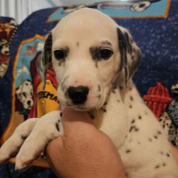 Black - White and black male Dalmatian puppy in Adamstown, Maryland from Sprinkled with Hearts Dalmatians