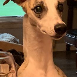 Whippets from Secoya Whippets