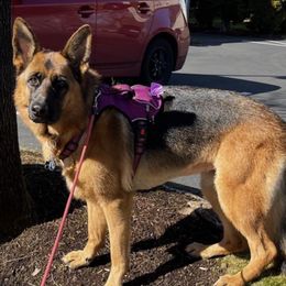 German Shepherds from Beth Ceron's German Shepherds