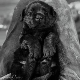 Labrador Retriever Puppies from Landon J Farms Labrador Retrievers