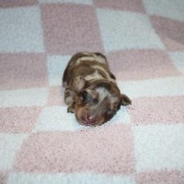 Slinky - Dapple male Dachshund puppy in Lebanon, Tennessee from Thomas Dachshunds