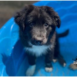 Australian Shepherd and Miniature Australian Shepherd Puppies from Integrity Aussies Tx