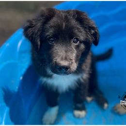Australian Shepherd and Miniature Australian Shepherd Puppies from Integrity Aussies Tx