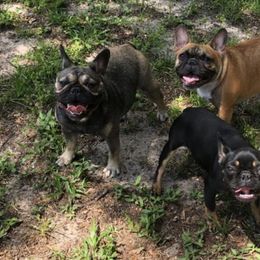 French Bulldogs from Fabulous Florida Frenchies