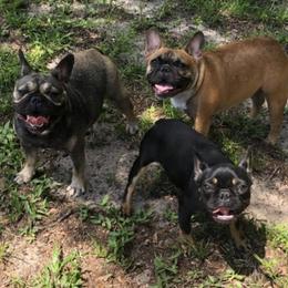 French Bulldogs from Fabulous Florida Frenchies