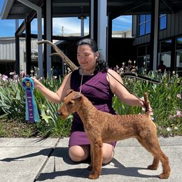 Dallas - Irish Terrier