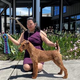 Dallas - Irish Terrier