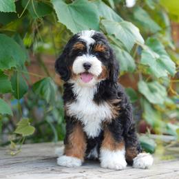 True - Tri-color female Bernedoodle puppy in Spokane, Washington from Lilac City Doodles