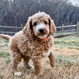 Danish - Yellow and white male Bernedoodle puppy in Macon County, North Carolina from Mountain Doodles
