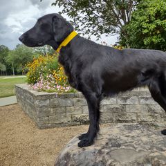 SuzieQ - Flat-Coated Retriever