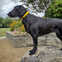 SuzieQ - Flat-Coated Retriever