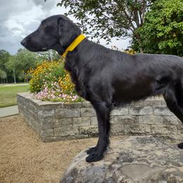 SuzieQ - Flat-Coated Retriever
