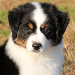 Sleepy - Miniature American Shepherd puppy from Coastal’s Miniature American Shepherds