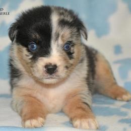 Rune - Blue merle male Miniature Australian Shepherd puppy in Patterson, North Carolina from DreamLine Aussies