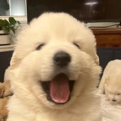 Anatolian Pyrenees from Daisy's Dog House