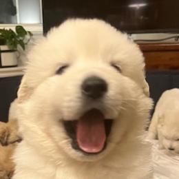 Anatolian Pyrenees from Daisy's Dog House