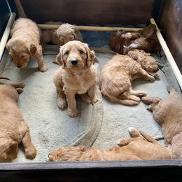 Assorted Doodle Crosses and Goldendoodles from Meekie Doodle Farm