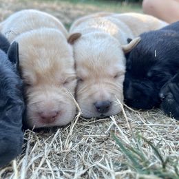 Labrador Retrievers from Skagit Labradors