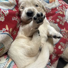 Golden Retriever and Labrador Retriever Puppies from Storm Chasers Retrievers
