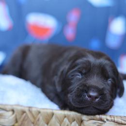 Sadie - Chocolate female Labrador Retriever puppy in Williamston, South Carolina from Dutton Dog Co & Dalla Grazia Doberman