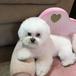 Bichon Frise All Grown Up from Phantom Bichons