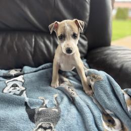 Girl 3 - Fawn female Whippet puppy in Henryville, Indiana from Forestview