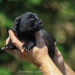 Caro - Black female Cane Corso puppy in Cable, Ohio from Americana Cane Corso