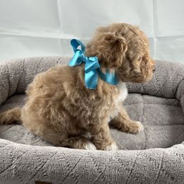 Dahlia - Apricot female Poodle puppy in Henderson, Nevada from P3Puppies