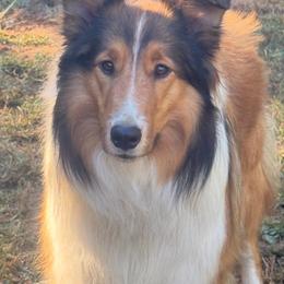 Collie puppies from Franklin Farm Collies