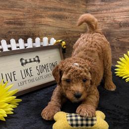 Howie-Yellow - Red  male Poodle puppy in Stockton, Utah from Mustanghills Doodles and Poodles