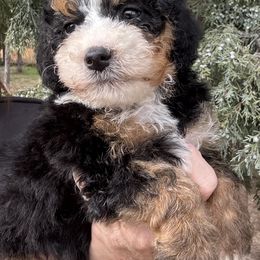 Grant - Tri-color male Bernedoodle puppy in Saint Francis, Kansas from Land of Oz Doodles