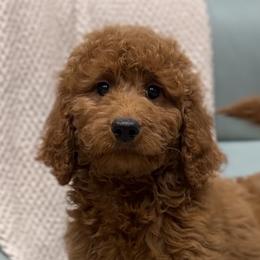 Assorted Doodle Crosses and Poodles from Brandi’s Southern Doodles & Poodles, LLC