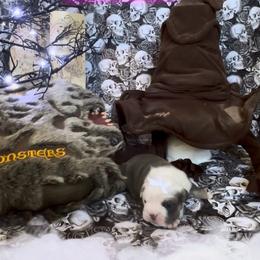 Girl 1 - Brindle female Bulldog puppy in Tremonton, Utah from Snuggle Pups