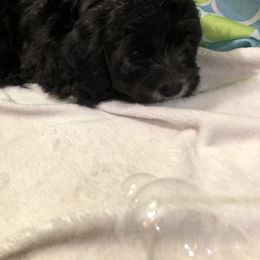 Havanese Puppies from Furever Fluffball Friends