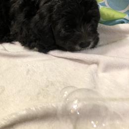 Havanese Puppies from Furever Fluffball Friends