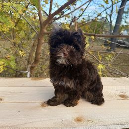 Harper - Chocolate, tan and white female Yorkshire Terrier puppy in Daleville, Indiana from Monarch Yorkshire Terriers