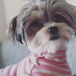 Dutch - Yorkshire Terrier