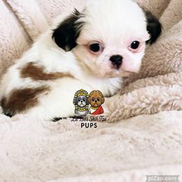 Prince - Sable and white male Shih Tzu puppy in Walkertown, North Carolina from Lil’ Bit’s Shih Tzu