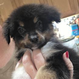 Male 2 - Black tri male Miniature American Shepherd puppy in Childress, Texas from Taylor Farms